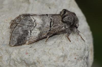 <i>Drymonia querna</i>