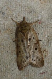 <i>Nycteola revayana</i>