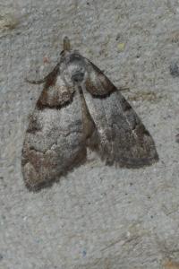 <i>Nola cucullatella</i>