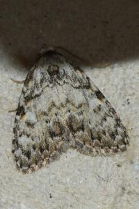 <i>Meganola strigula</i>