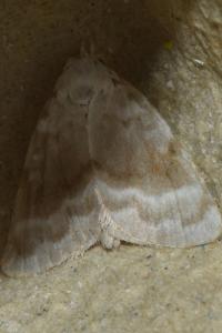 <i>Meganola albula</i>