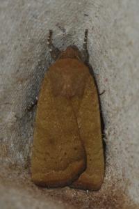 <i>Noctua interjecta</i>