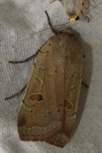 <i>Noctua comes</i>