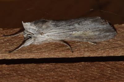 <i>Cucullia umbratica</i>