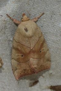 <i>Cosmia trapezina</i>