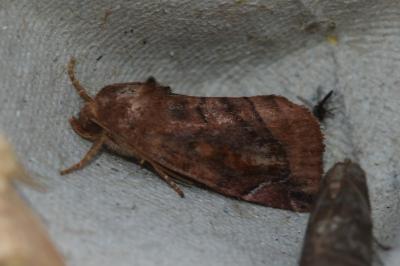 <i>Cosmia pyralina</i>