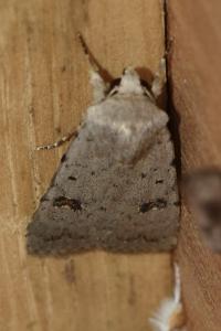 <i>Caradrina kadenii</i>