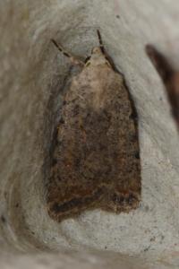 <i>Caradrina clavipalpis</i>