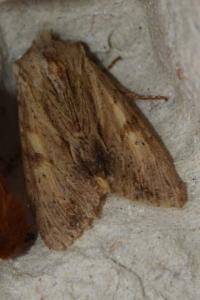 <i>Apamea lithoxylaea</i>