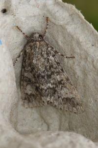 <i>Acronicta megacephala</i>