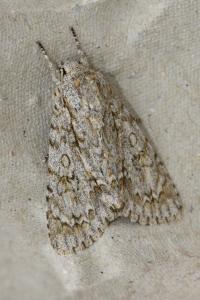 <i>Acronicta aceris</i>