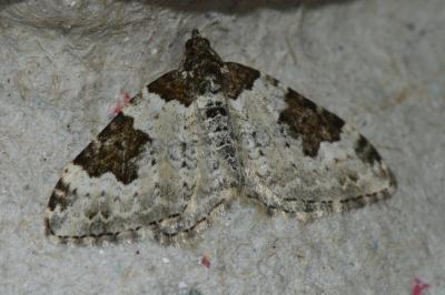 <i>Xanthorhoe fluctuata</i>