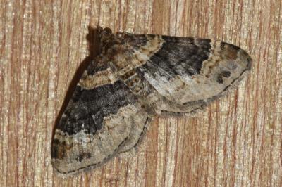 <i>Xanthorhoe ferrugata</i>