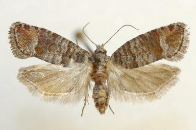 <i>Clavigesta sylvestrana</i>