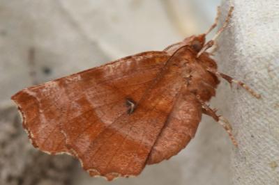<i>Selenia dentaria</i>