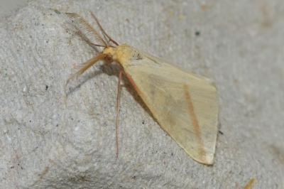 <i>Rhodometra sacraria</i>