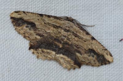 <i>Menophra abruptaria</i>