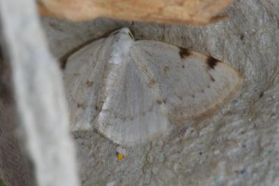 <i>Lomographa bimaculata</i>