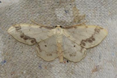 <i>Idaea trigeminata</i>