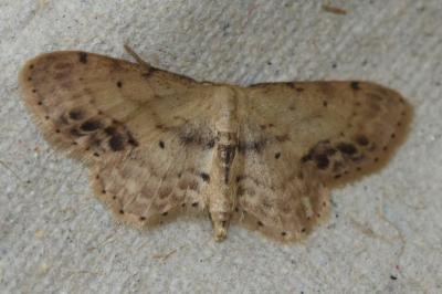 <i>Idaea dimidiata</i>