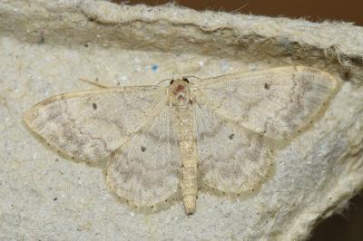 <i>Idaea biselata</i>
