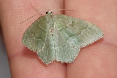 <i>Hemithea aestivaria</i>
