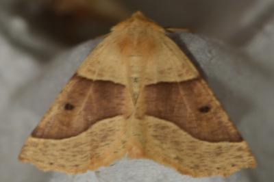 <i>Crocallis elinguaria</i>