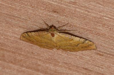<i>Camptogramma bilineata</i>