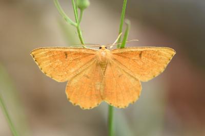 <i>Angerona prunaria</i>