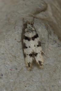 <i>Pseudotelphusa scalella</i>