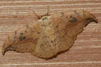<i>Drepana falcataria</i>
