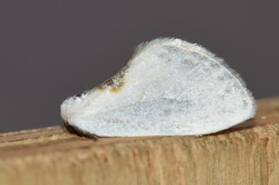 <i>Cilix hispanica</i>