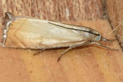 <i>Chrysoteuchia culmella</i>