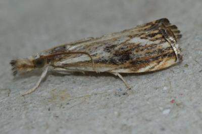 <i>Catoptria verellus</i>
