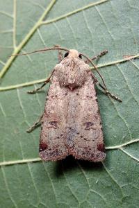 <i>Agrotis trux</i>