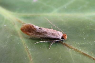 <i>Tinea semifulvella</i>