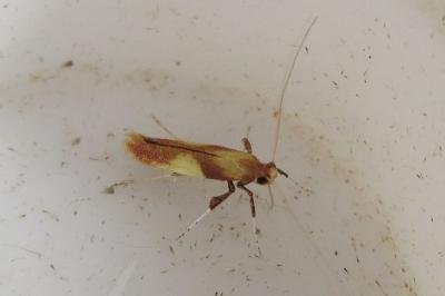 <i>Caloptilia robustella</i>