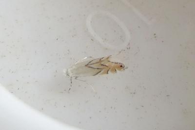 <i>Phyllonorycter harrisella</i>