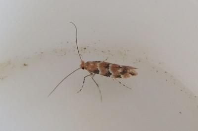 <i>Phyllonorycter trifasciella</i>