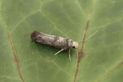 <i>Paraswammerdamia nebulella</i>
