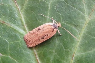 <i>Agonopterix subpropinquella</i>