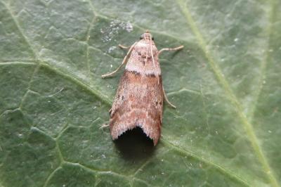 <i>Acrobasis repandana</i>