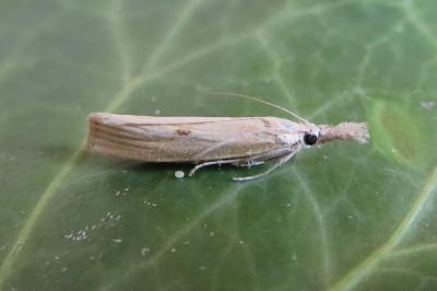 <i>Agriphila inquinatella</i>