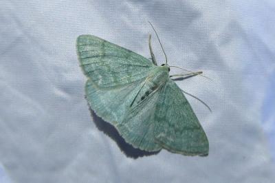 <i>Pseudoterpna pruinata</i>
