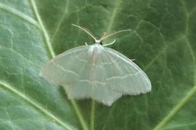 <i>Jodis lactearia</i>