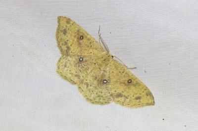 <i>Cyclophora porata</i>