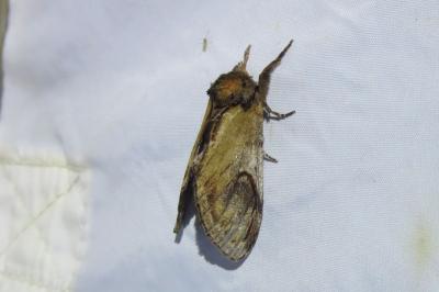 <i>Notodonta ziczac</i>