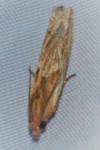 <i>Eucosma cana</i>