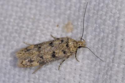 <i>Bryotropha domestica</i>
