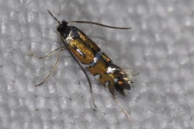 <i>Phyllonorycter lautella</i>